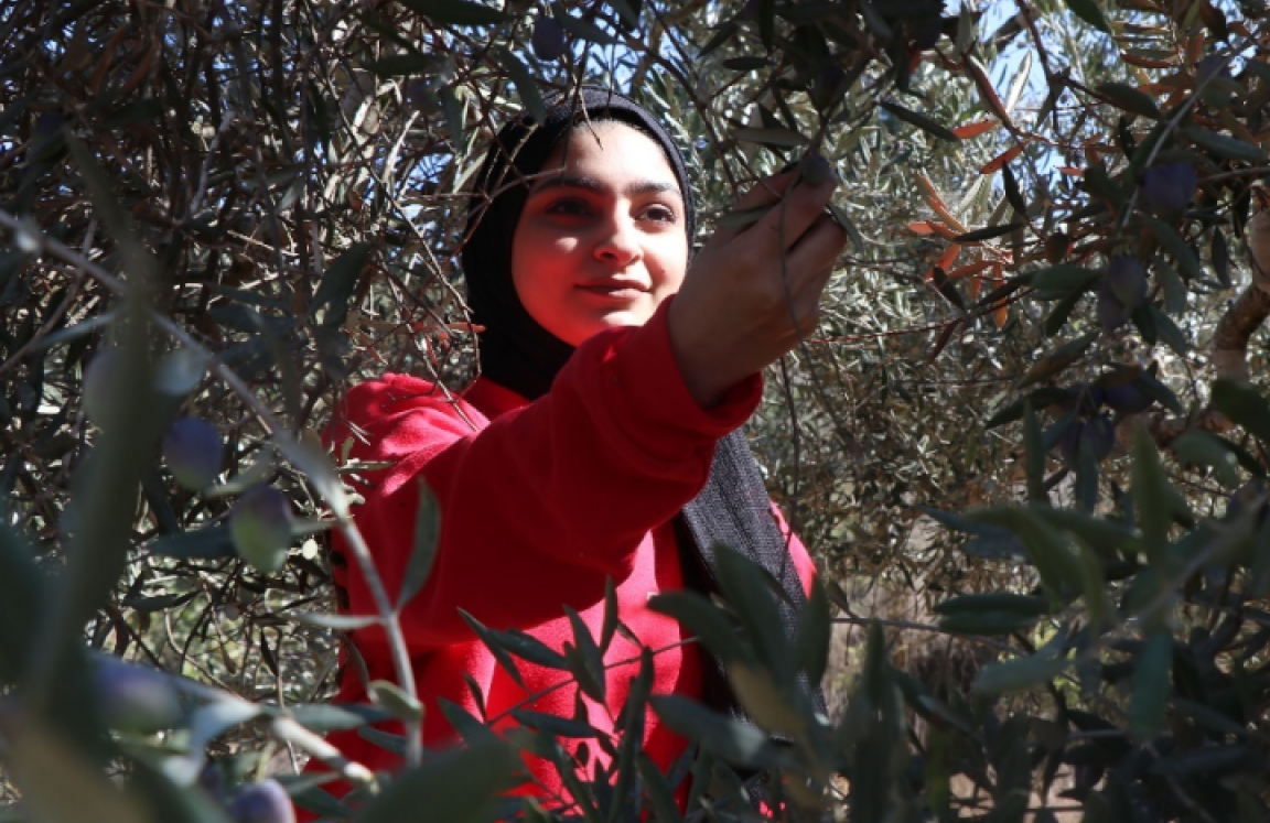 Photo shows a young Palestinian woman picking olives