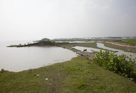 A photo of rice paddies damaged by a flood in Bangladesh