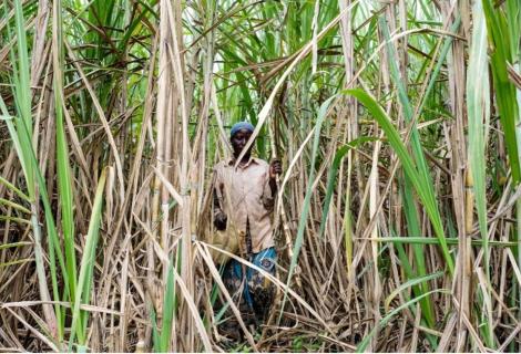 Photographer: Patrick Onen (A woman at a sugarcane plantation in Kiryandongo, Uganda)