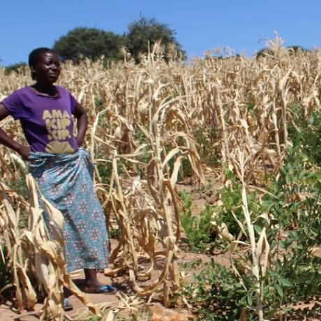 Given, a smallholder woman farmer from Zambia stands in her field surrounded by dried maize plants destroyed by prolonged drought 