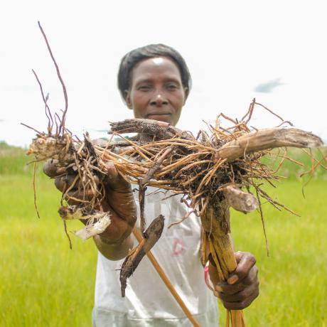 A woman stands in a green field of wild grasses, holding up Zita roots, which villages are forced to consume due to severe food insecurity