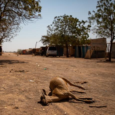 Dead livestock found around the community of Ceel-Dheere, Somaliland