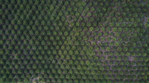 A palm-oil monoculture plantation