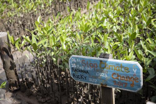 Saplings ready to be planted at Tapaeng Sagke