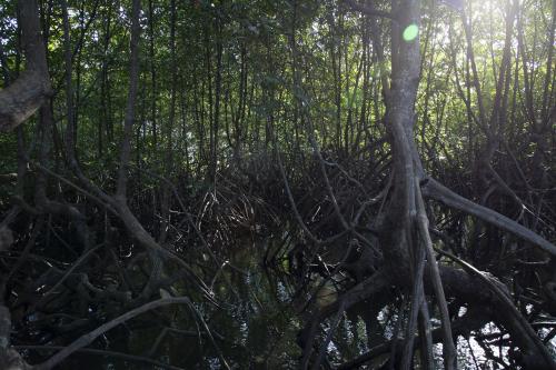 Mangrove forest