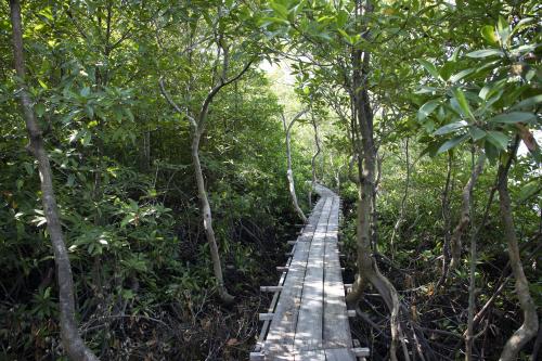 Boardwalk through the mangrove