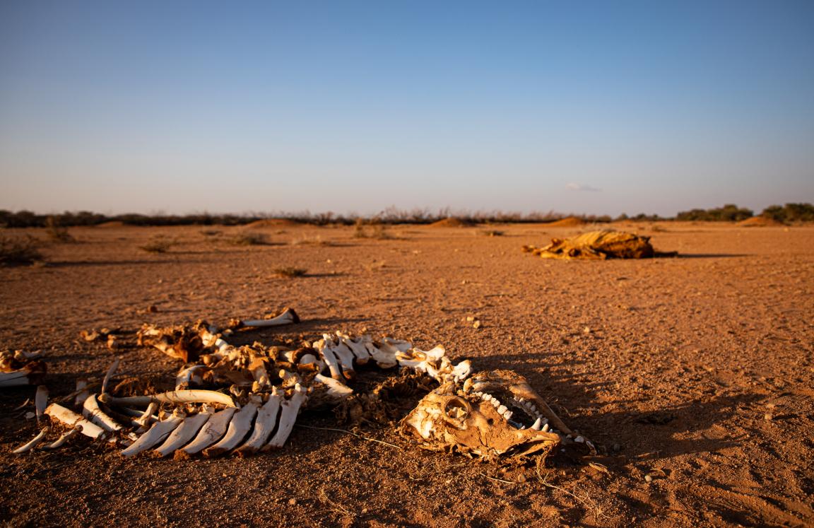 Dead livestock found inside/outside the community of Ceel-Dheere