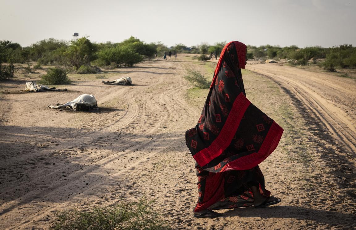 A woman walks past dead cattle on the outskirt of Dahably village in Wajir county Kenya