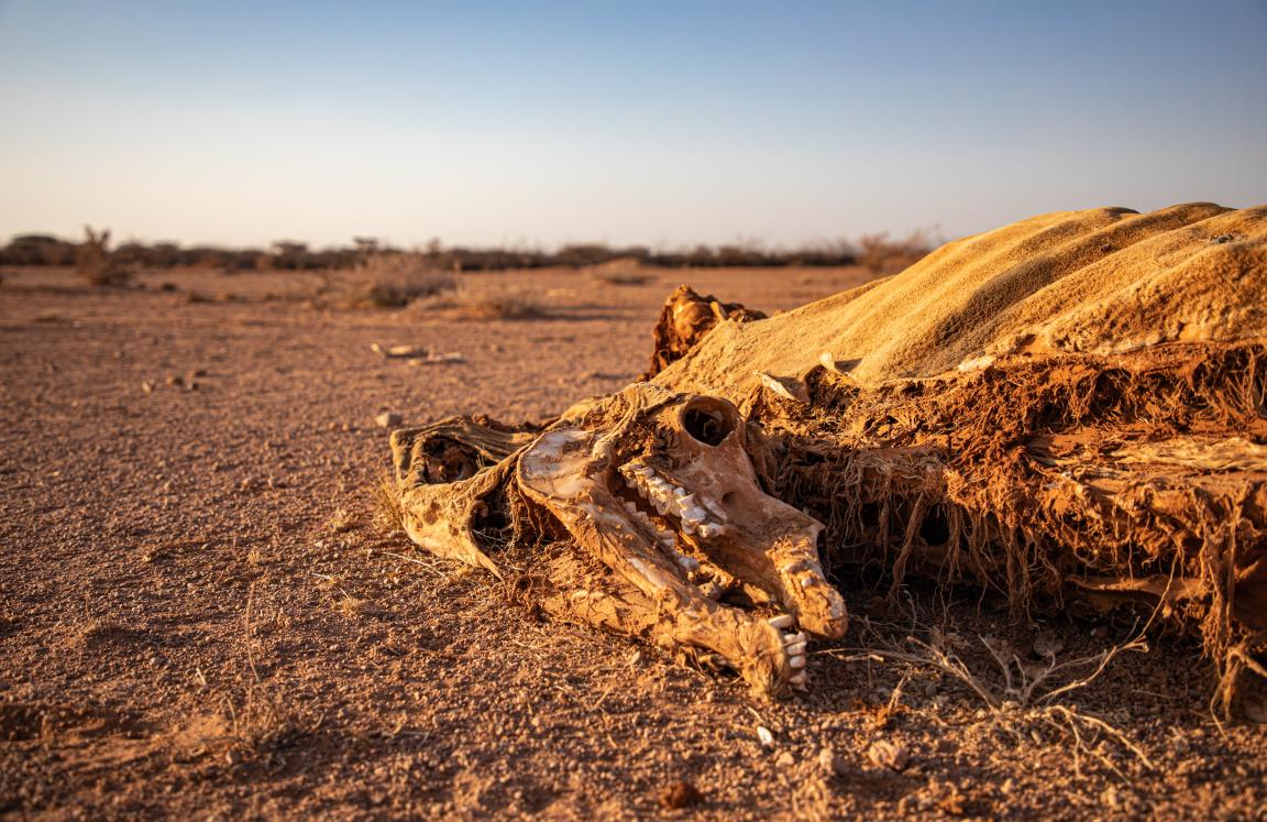 Dead livestock found inside/outside the community of Ceel-Dheere