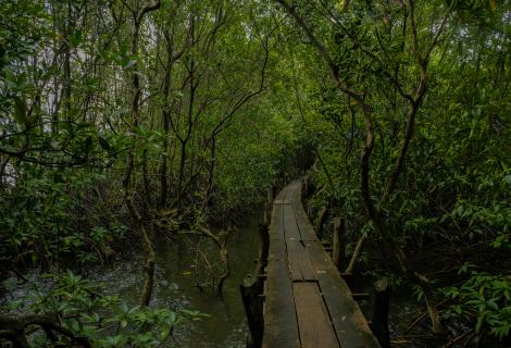 A photo of a mangrove forest in Cambodia