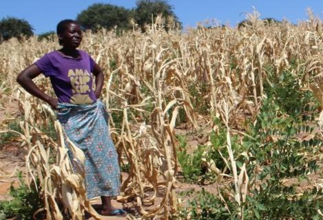 Given, a smallholder woman farmer from Zambia stands in her field surrounded by dried maize plants destroyed by prolonged drought 