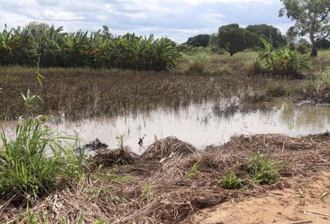 Rice fields in Mozambique devastated by climate change