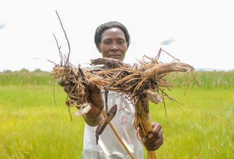 A woman stands in a green field of wild grasses, holding up Zita roots, which villages are forced to consume due to severe food insecurity