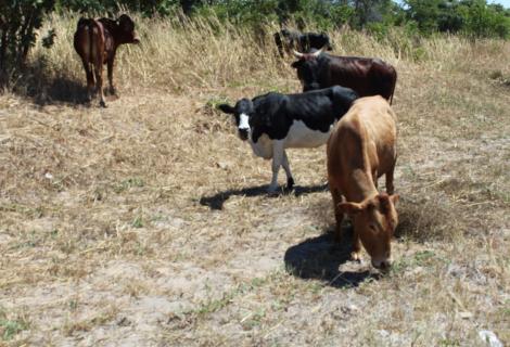 A photo of some cows in a farmer's field