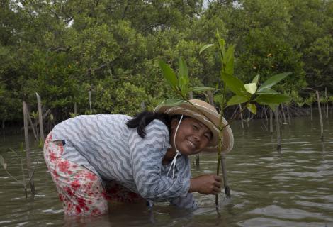 Mrs. Pheong Saret planting a mangrove sapling