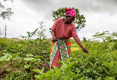 A woman farmer harvesting crops in a field