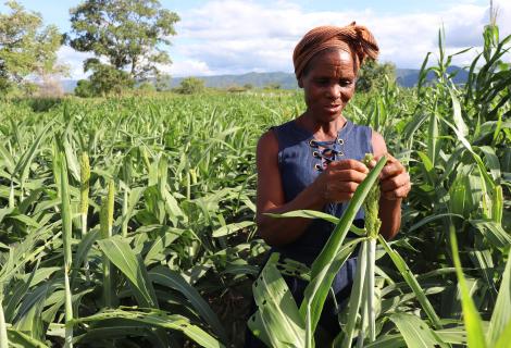 Mavis and Berita at the millet and sorghum crops, short season variety as part of the Crisis Modifier programme 