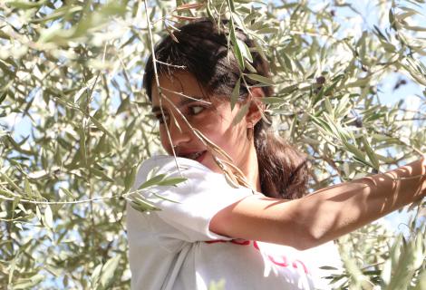Raneem is a Palestinian young woman who volunteered in olive picking in Walageh
