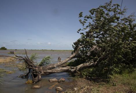 Fallen tree, Mozambique