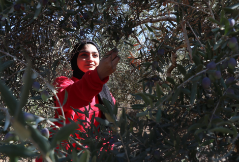 Sondos Abu Srur, a young Palestinian woman, picks olives in the occupied Palestinian territories.