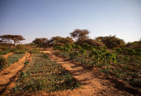 A thriving farm despite the drought, from Ceel-Hume, Somaliland 