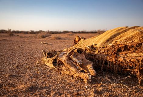Dead livestock found inside/outside the community of Ceel-Dheere