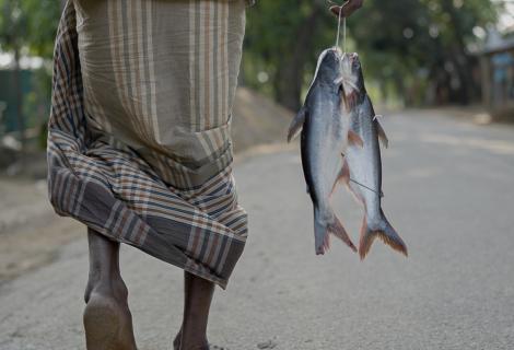 Fish from market in Bangladesh