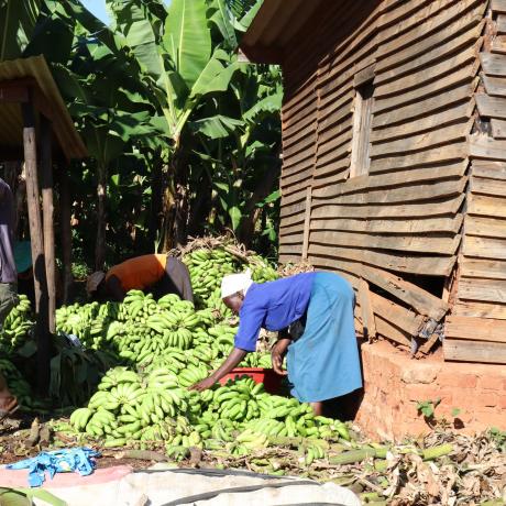 Preparing the banana crop for sale, that the community depends on