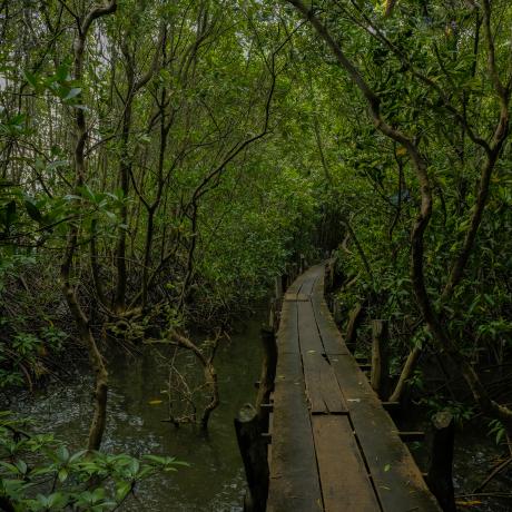 A photo of a mangrove forest in Cambodia
