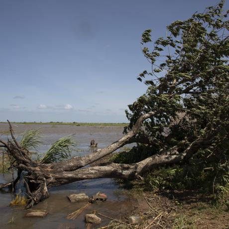 Fallen tree, Mozambique