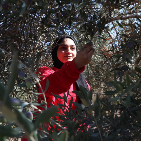 Sondos Abu Srur, a young Palestinian woman, picks olives in the occupied Palestinian territories.