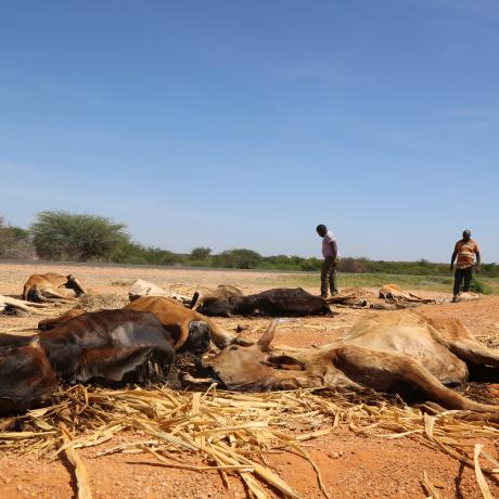 Carcasses of livestock scatter the drought-ridden landscape in Garissa County, Kenya