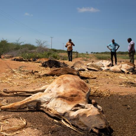 Carcasses of livestock scatter the drought-ridden landscape in Garissa County, Kenya