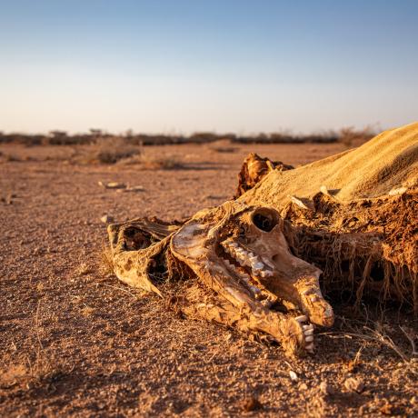 Dead livestock found inside/outside the community of Ceel-Dheere, Somaliland.