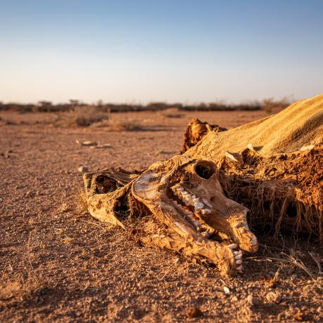 Dead livestock found inside/outside the community of Ceel-Dheere, Somaliland. 