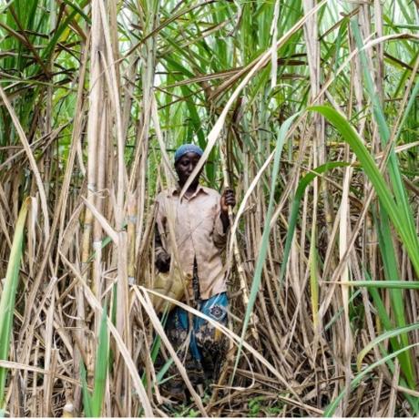 Photographer: Patrick Onen (A woman at a sugarcane plantation in Kiryandongo, Uganda)