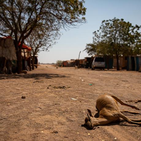 Dead livestock found inside/outside the community of Ceel-Dheere, Somaliland. 