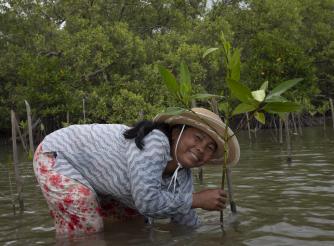Mrs. Pheong Saret planting a mangrove sapling