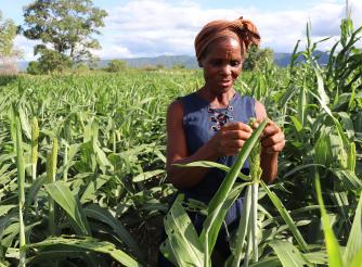 Mavis and Berita at the millet and sorghum crops, short season variety as part of the Crisis Modifier programme 