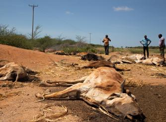 Carcasses of livestock scatter the drought-ridden landscape in Garissa County, Kenya 