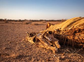 Dead livestock found inside/outside the community of Ceel-Dheere, Somaliland. 