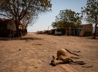 Dead livestock found inside/outside the community of Ceel-Dheere, Somaliland.