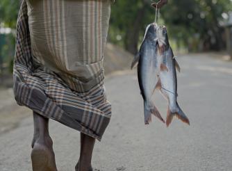Fish from market in Bangladesh