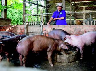 Heu Sokleap, a farmer and Chair of the Aphivat Meanchey Agricultural Cooperative, Cambodia, tending to her pigs on her home farm.