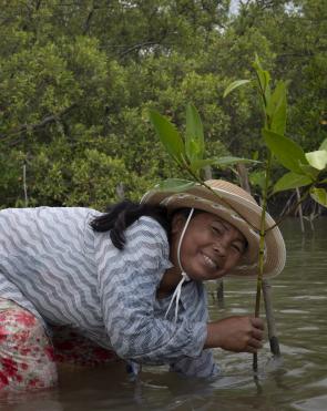 Mrs. Pheong Saret planting a mangrove sapling