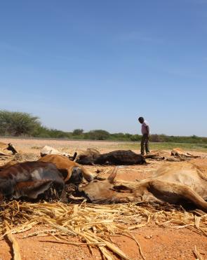 Carcasses of livestock scatter the drought-ridden landscape in Garissa County, Kenya 