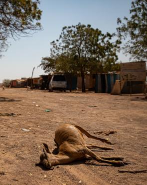 Dead livestock found inside/outside the community of Ceel-Dheere, Somaliland.