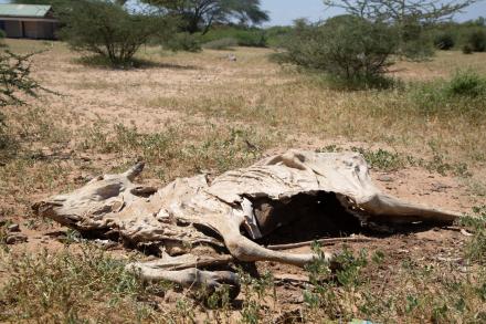 One of the deceased animals belonging to farmer Sugow Abdullahi Abdi by Fridah Bwari/ActionAid