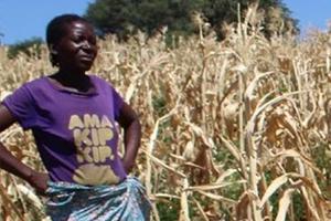 A farmer in a drought-affected field