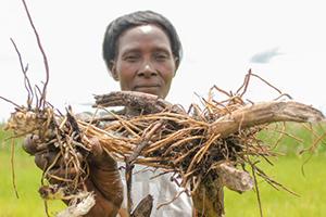 A woman holding dried plant roots